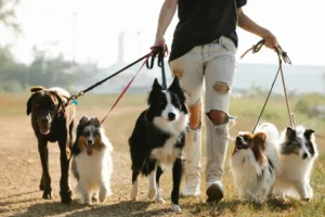 Small Business Ideas You Can Start From Home Dog Walker